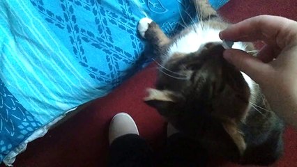 Chat joueur : patate et boulette