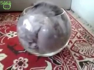 Balık Olmaya Karar Veren Kedi