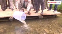 Abant Gölü'ne 50 bin alabalık yavrusu bırakıldı -