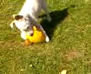iris jack russel terrier