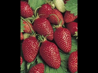 فبأي آلاء ربكما تكذبان| مقطع الصوتي للشيخ محمد اللحيدان حفظه الله