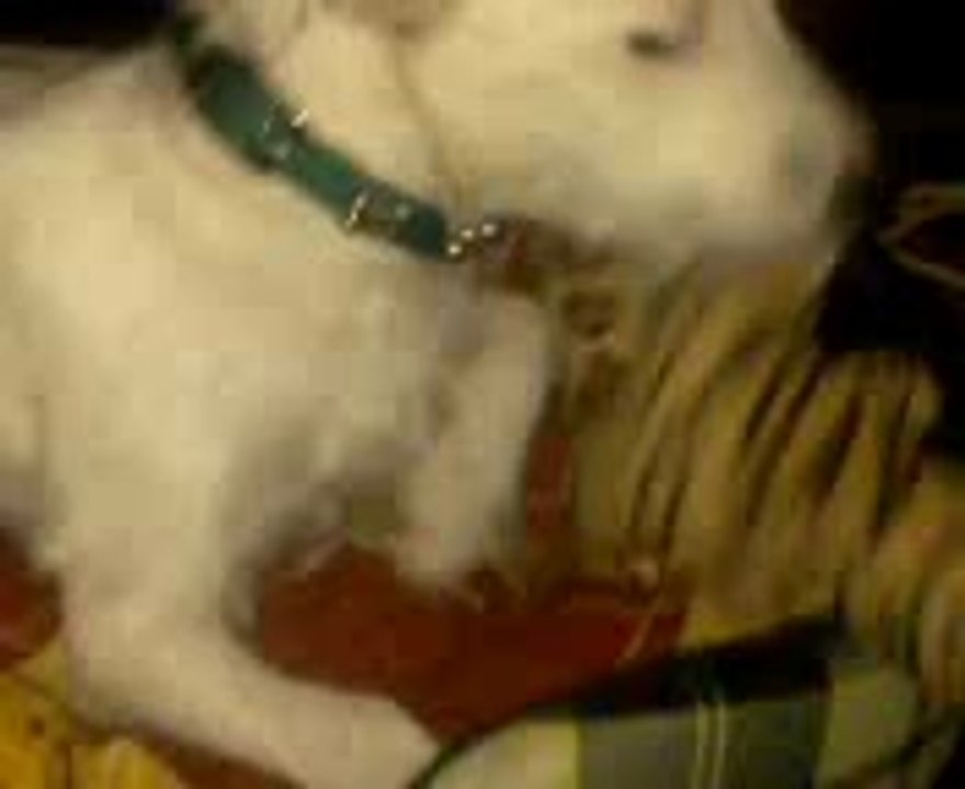 iris jack russel terrier