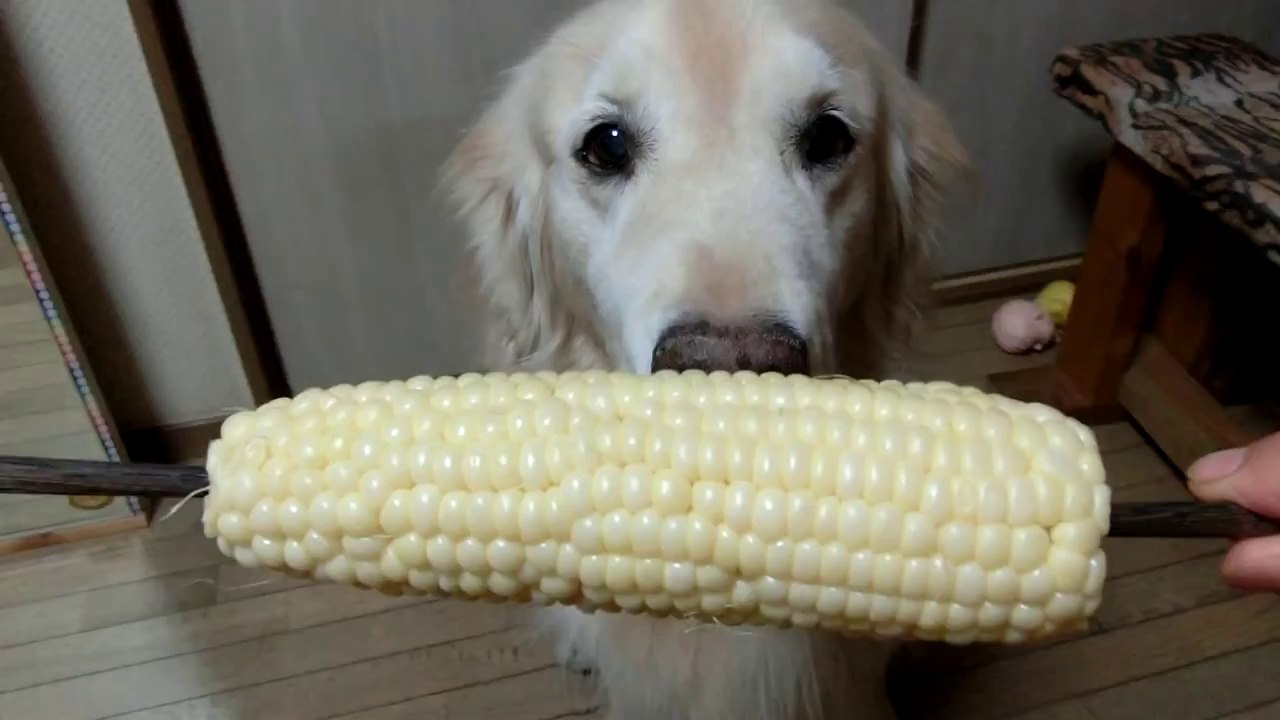 Funny golden retriever eating vegetables are strangely comforting