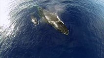 Awesome Humpback Whales From A Drone