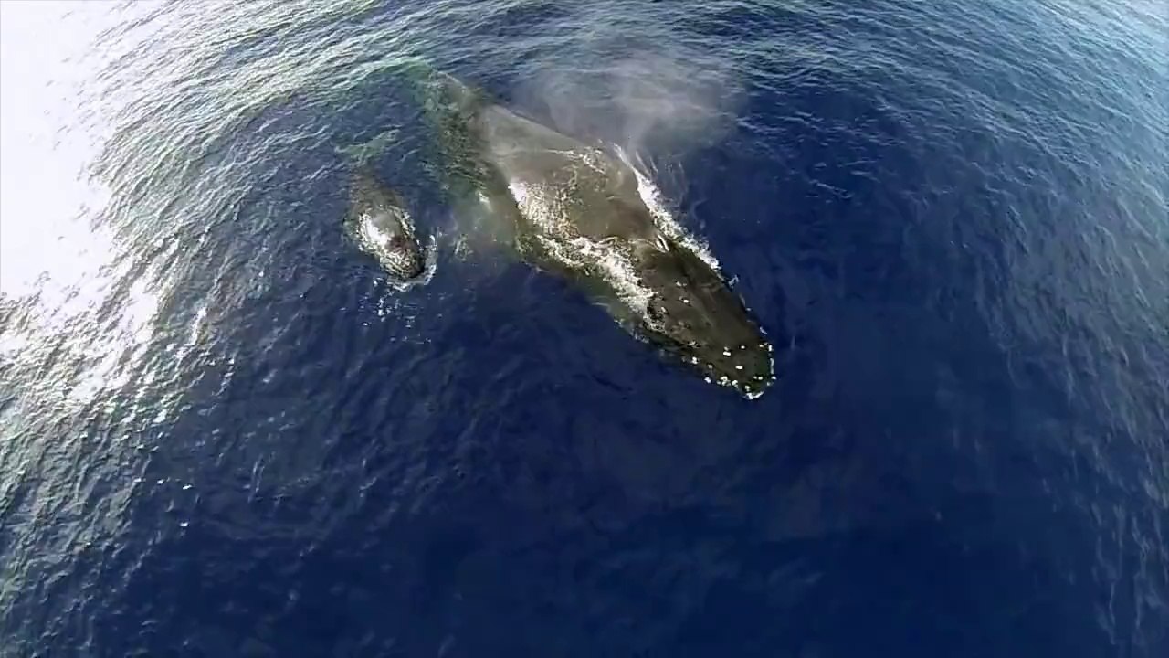 Awesome Humpback Whales From A Drone