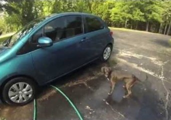 Fearless Puppy Protects Owner From Rainbow
