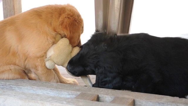 bataille de doudou 250614