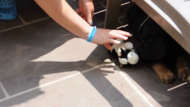 drôle de vache 250614