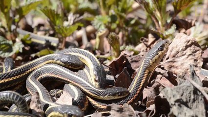 Une rivière de serpents au Canada