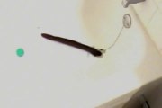 Classic WTF ! Biggest earth worm found in bathtub - Fails World