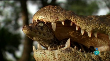 Natural World Madres y crias en libertad Trailer