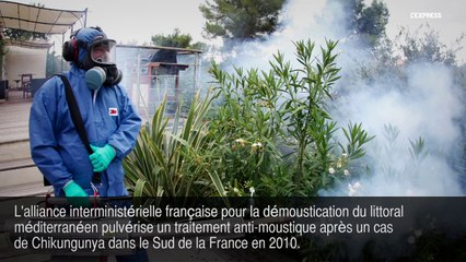 Chikungunya: Faut-il avoir peur du moustique tigre?