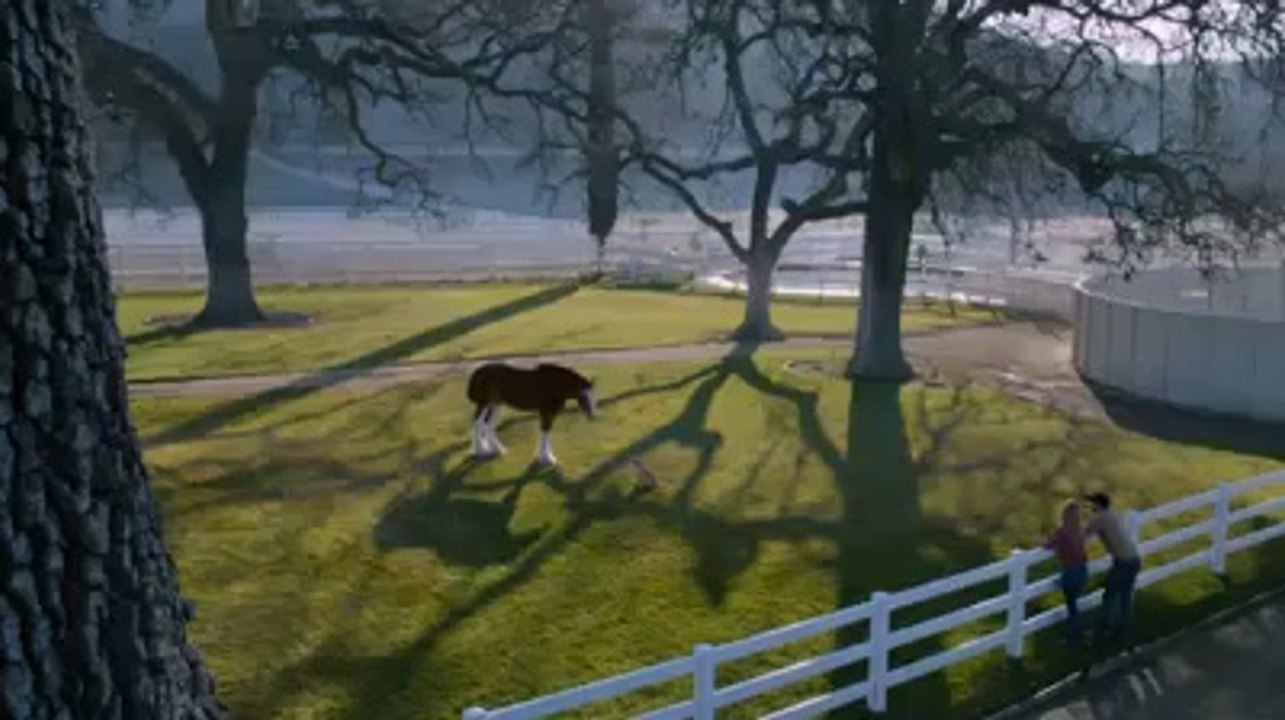 horse and dog ad