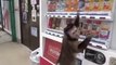 Entered a monkey in a store and he acted like he did something similar in your video