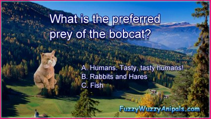 Bobcat Animal Quiz
