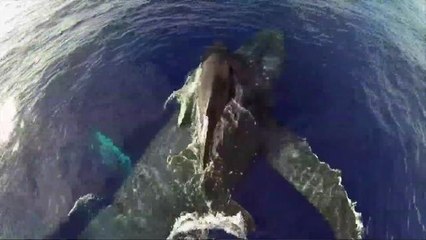 Momma Whale Takes Baby For A Piggyback Ride In Amazing GoPro Video