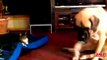 Funny Video... Cats Sleeping on Dogs Beds