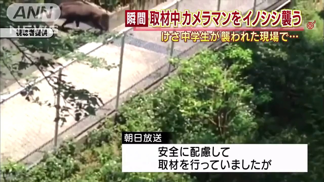 Sanglier vs Journalistes (Japon)