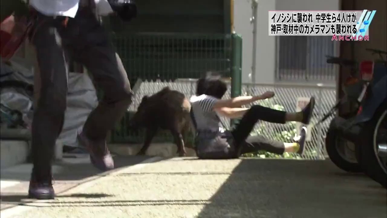 Caméraman attaqué par un sanglier