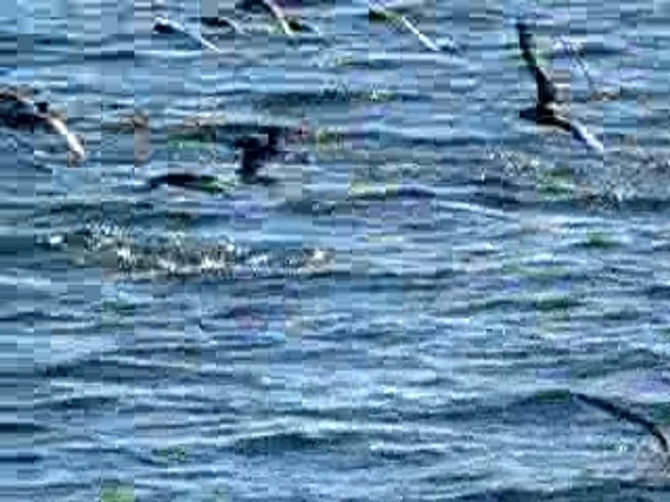 Oiseaux Bahia Tortugas 4