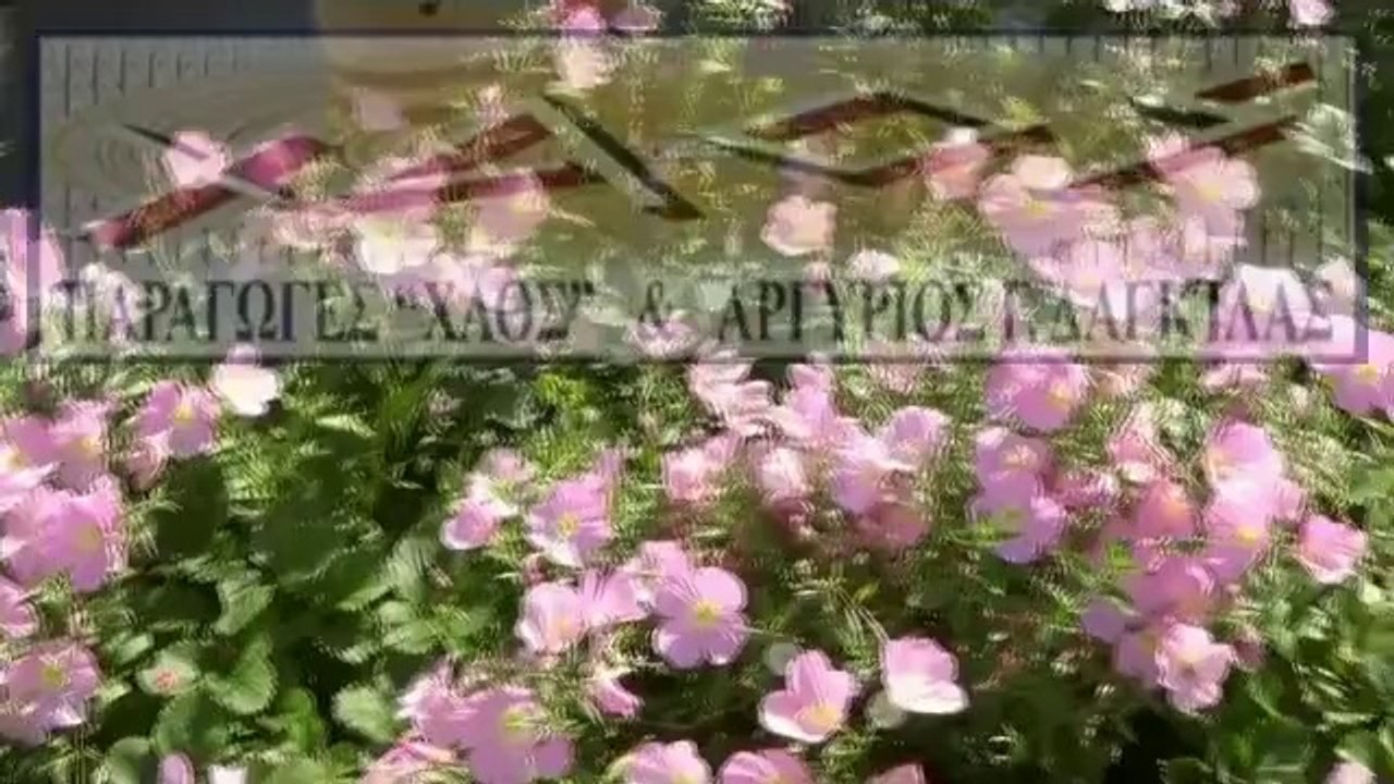 ΑΠΟ ΤΙΣ ΕΞΙ ΕΩΣ ΔΕΚΑ
