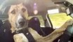 Latest Funny Dailymotion Animals Videos-Meet Smart Porter-The Worl'ds 1st Driving Dog Creature-ahead from the others of the same species