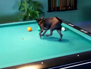 Funny Videos - This dog is playing pool!