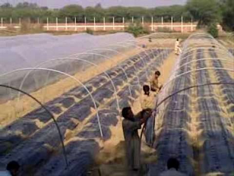 Tunnel Farming Akhrajat Bachat aur Contact Dr.Ashraf Sahibzada