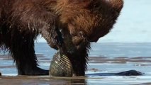 Bears Movie CLIP - Digging Up Clams (2014) - Disneynature Documentary HD
