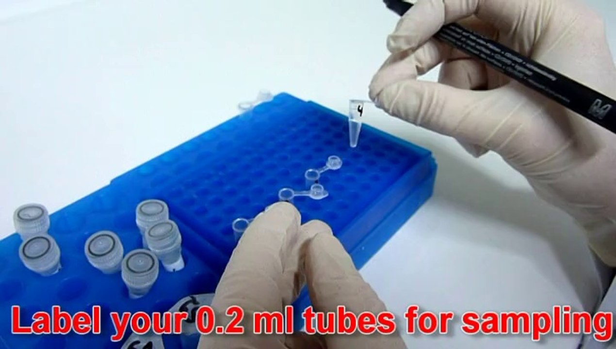 PCR kit for fusarium (Genekam Biotech AG)