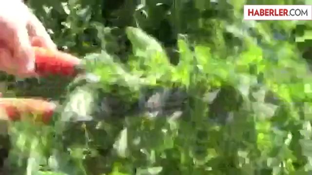 Çaykur, Sıfır Kalorili Şeker Bitkisi 'Stevia' Üretti