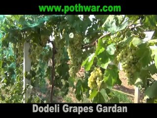 Mughal Grapes Garden