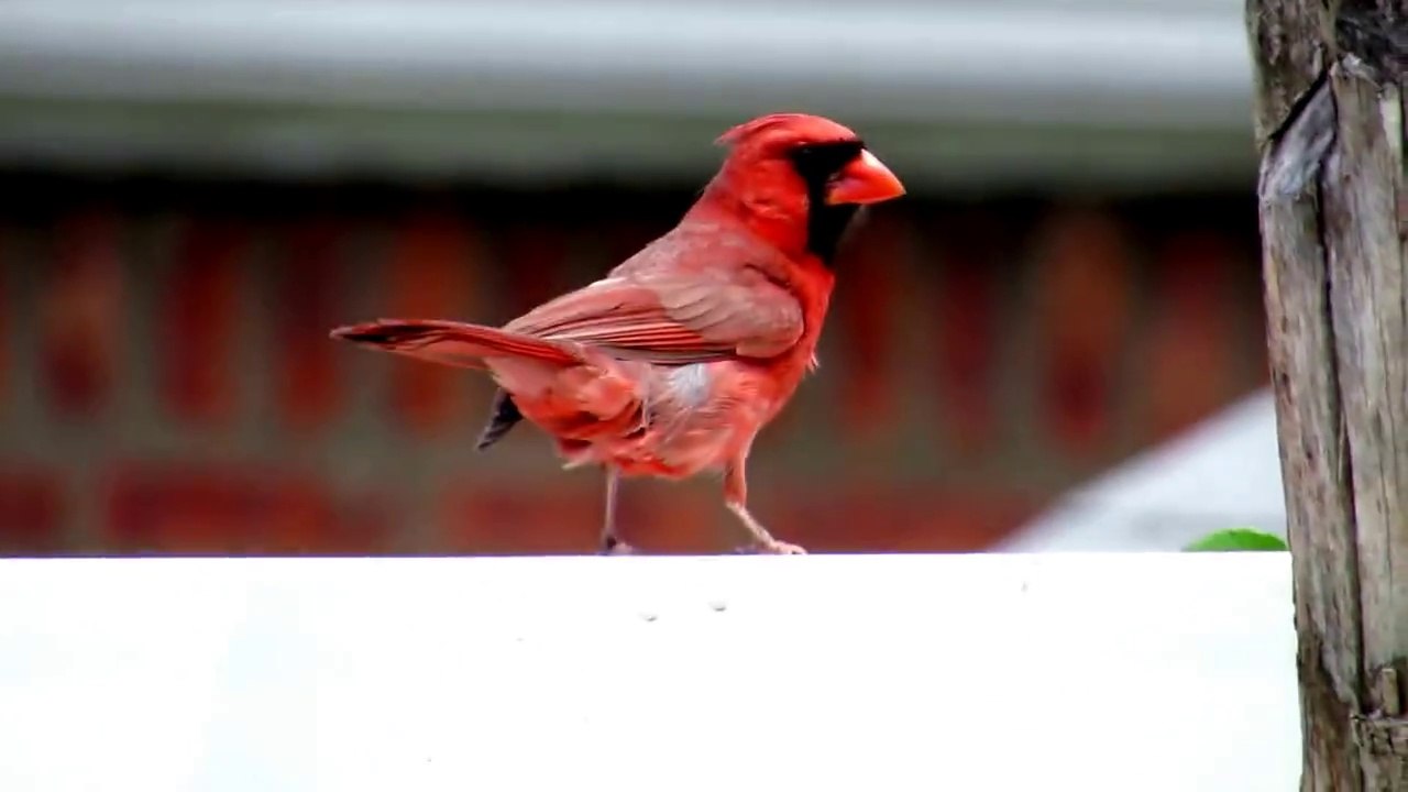 The Story of Bravery and Intelligence of a Bird to protect its Young