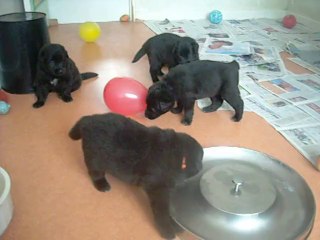 28 juin 2014 (1), 23 jours