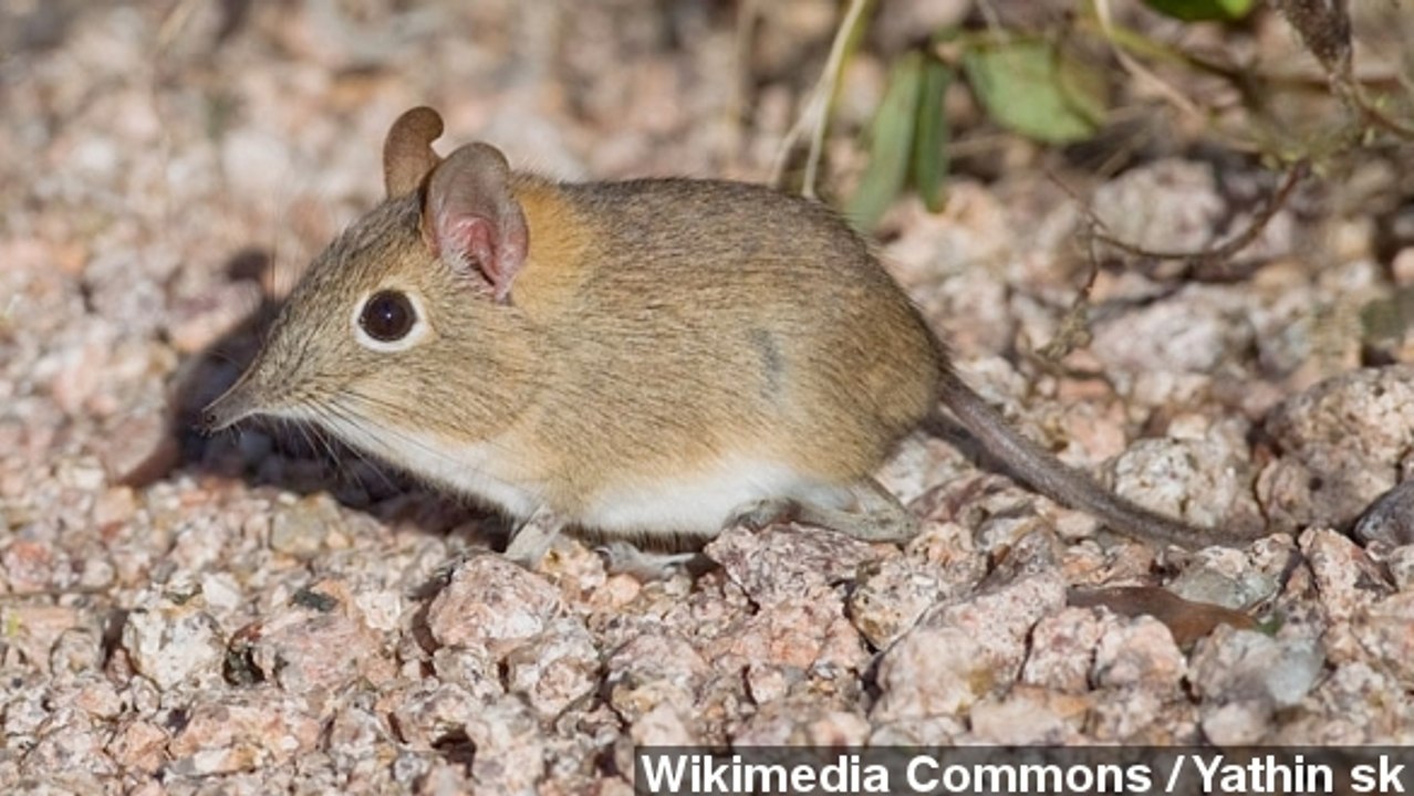 Newly-Discovered Shrew And Elephant Are Long Lost Cousins