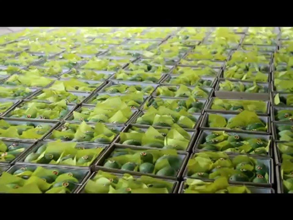 Mango Hot Water treatment