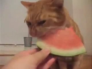 varmı böyle güzel karpuz yiyen kedi