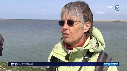 Un bébé phoque est né sur la Côte d'Opale