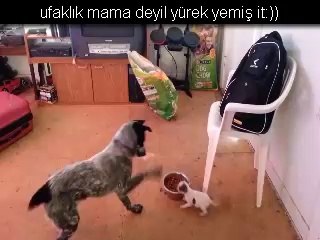 Mama değilde yürek yemiş it