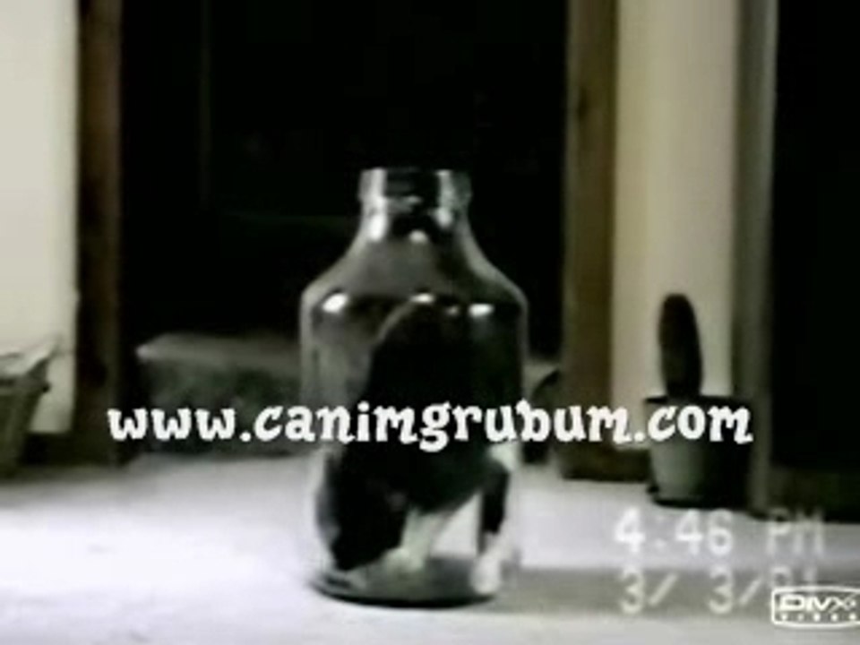 CHAT MIS EN BOUTEILLE