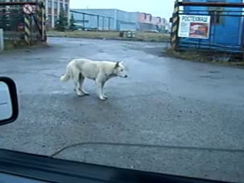 Собака - Танцевака )))