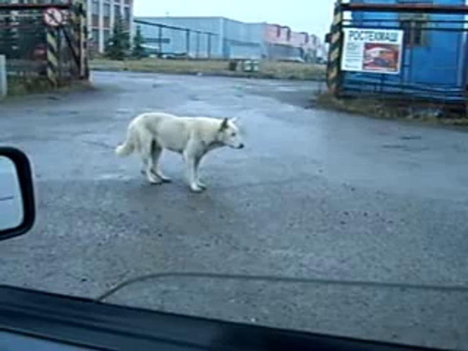 Собака - Танцевака )))