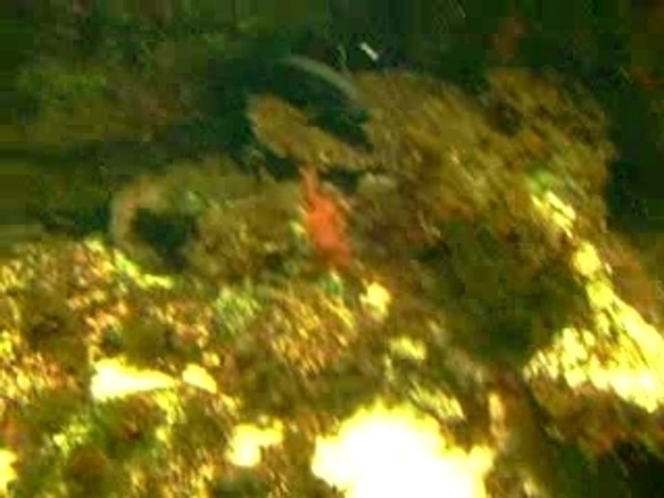 Poisson plat & Requin nain !