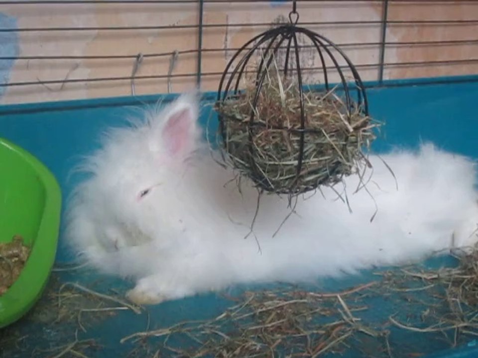 Plume rêve