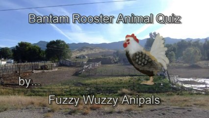 Bantam Rooster Animal Quiz