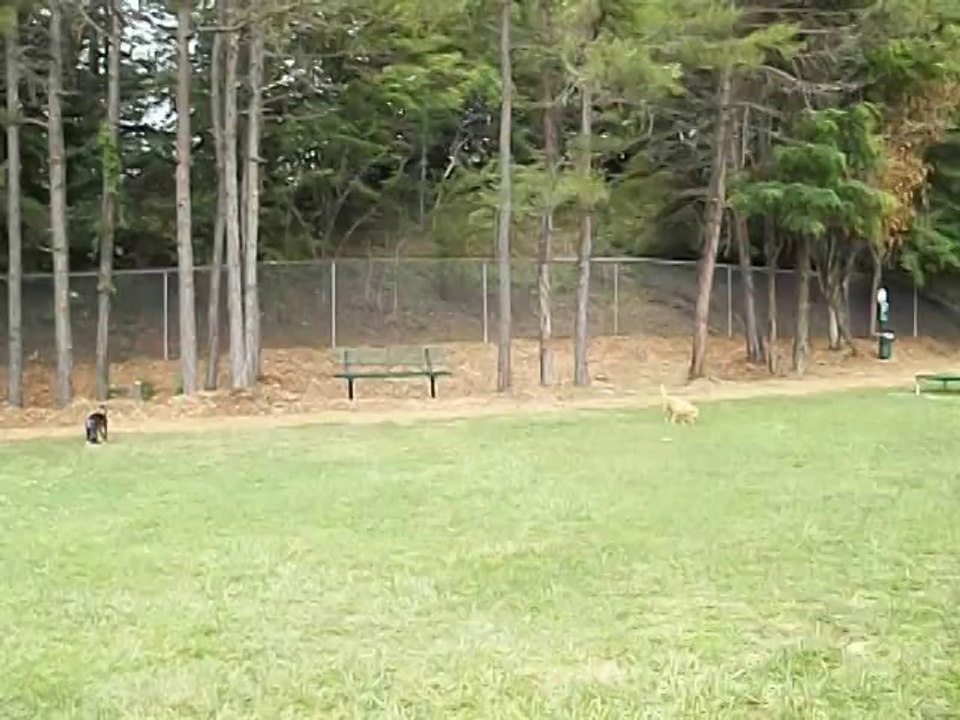 Runnin' playin' fools