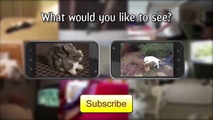 Racing Tumbling Dogs