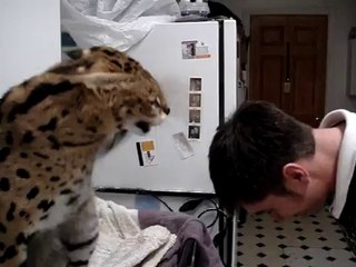 Жесткий апер кот ))) или Что делает большая киска , когда ей что то не нравится ))))