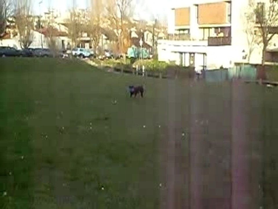 Athéna et son freesbe 2