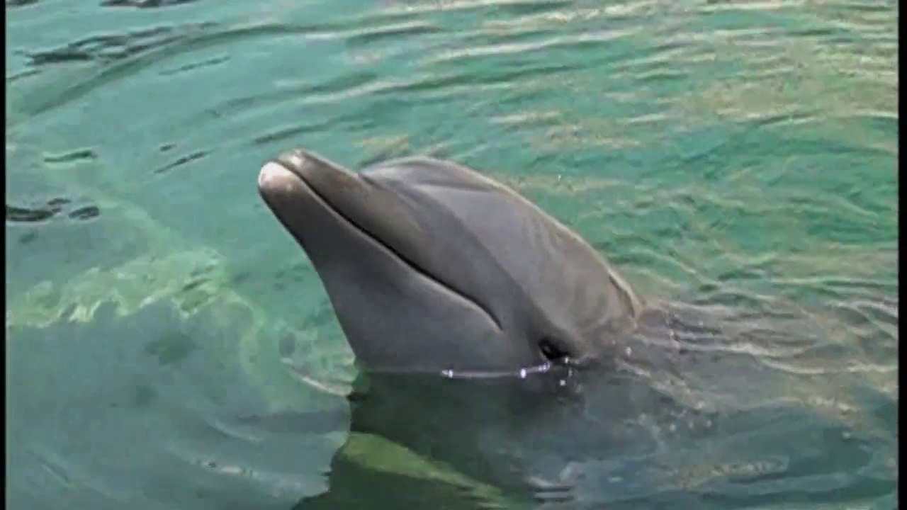 Delphinus Cancun